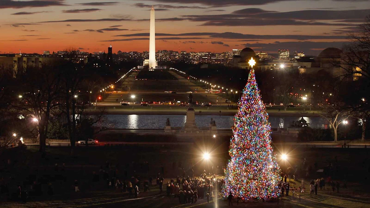 Capitol Christmas Tree Has Come From Wyoming Once: A 67-Foot Spruce In ...