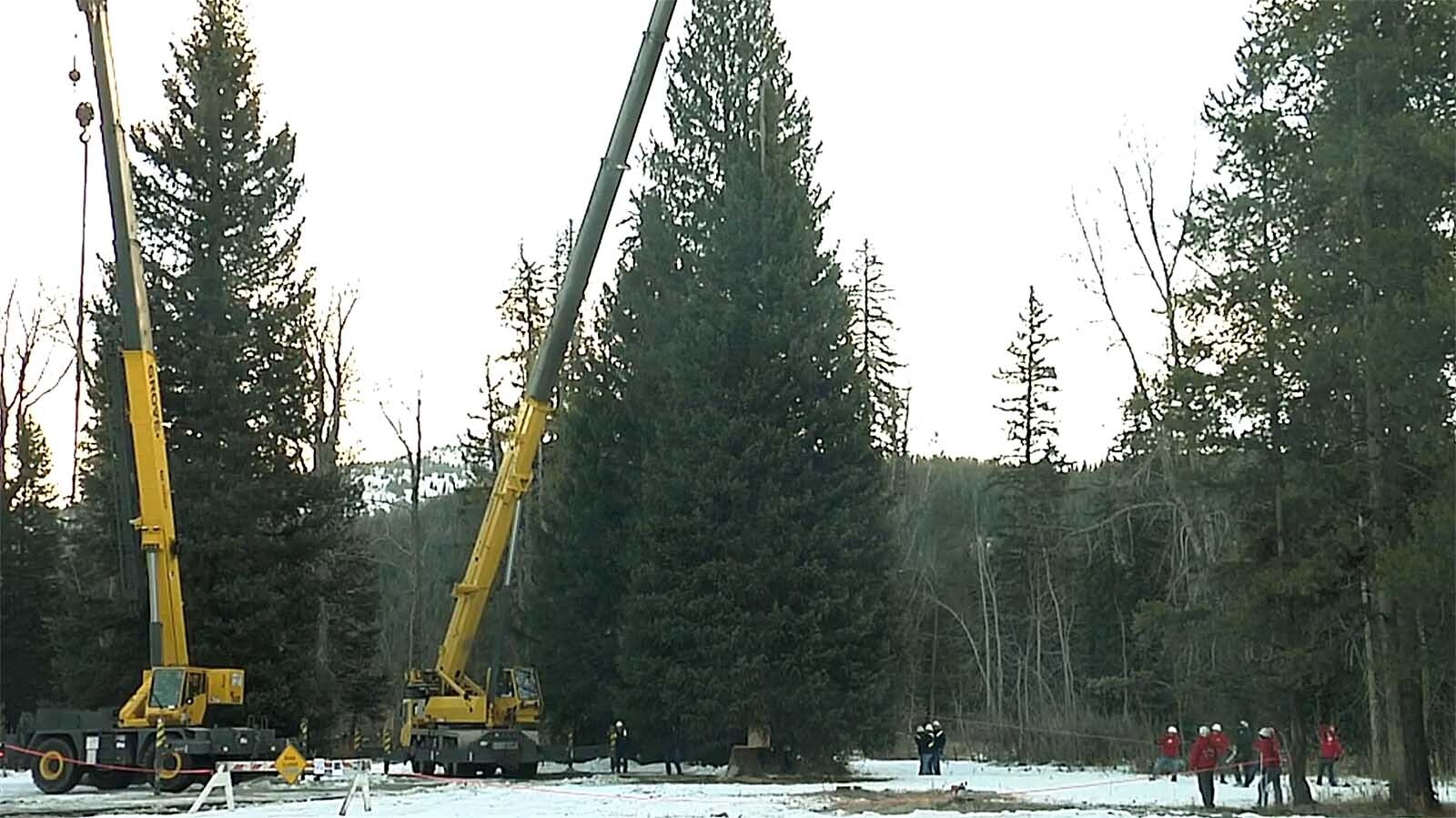 The 67-foot Engelmann spruce that became the U.S. Capitol Christmas tree in 2010 is harvested from the Bridger-Teton National Forest in Wyoming.