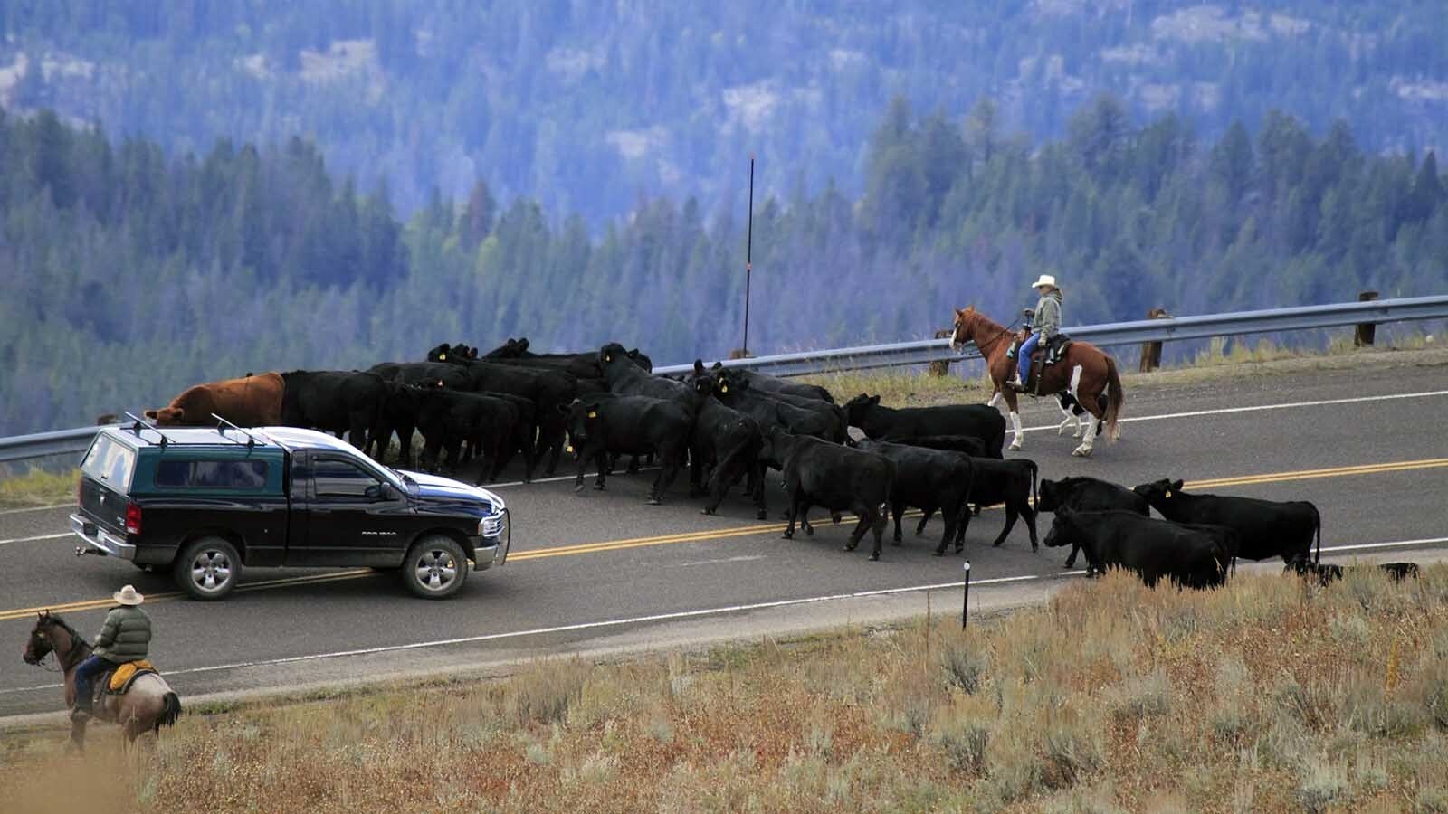 When a car hits a deer or antelope, it can mean expensive repairs. Hitting a cow is much worse — and possibly demolish you as well. Wyomingites would be wise not to underestimate how devastating hitting a 1,000-pound cow can be.