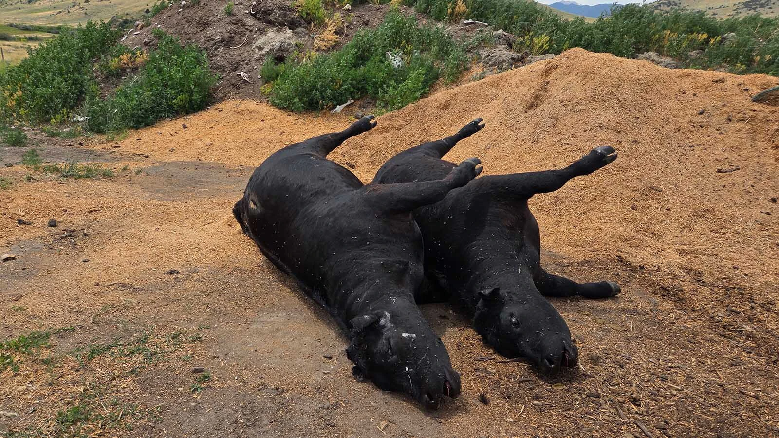 A carcass composting site near Norris, Montana, uses wood chips, manure, and other natural materials to break down 10 to 12 livestock carcasses per month.