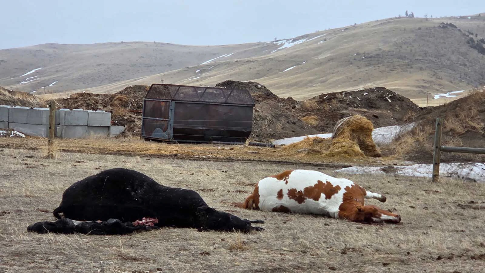 A carcass composting site near Norris, Montana, uses wood chips, manure, and other natural materials to break down 10 to 12 livestock carcasses per month.