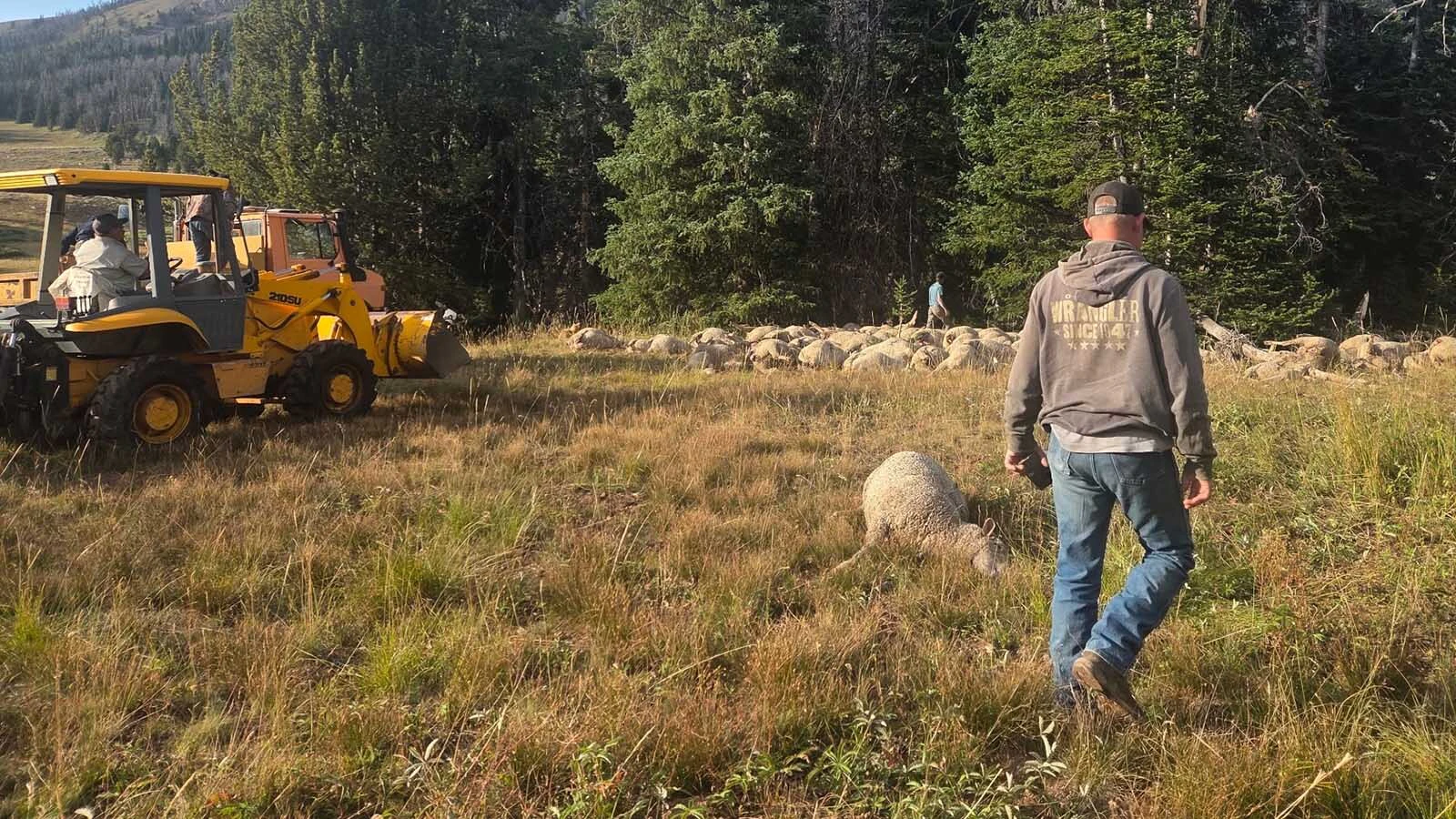 After 220 sheep were killed by lightning on Sept. 23 in Montana’s Gravelly Range mountains, volunteers spent the next day picking up carcasses for transport to a carcass composting site.