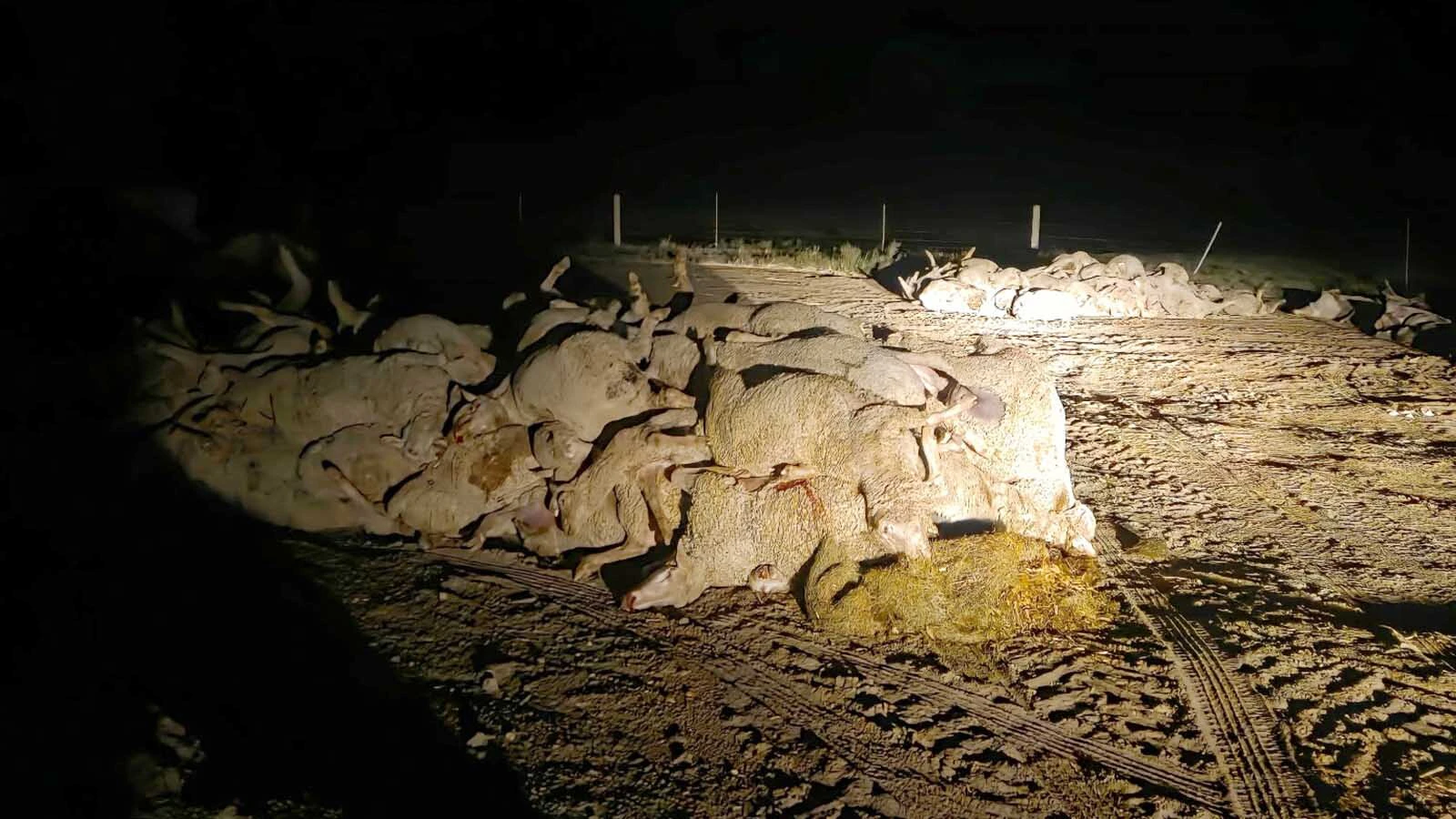 When 220 sheep were killed by lightning Sept. 23, their carcasses were taken to a composting site near Norris, Montana.