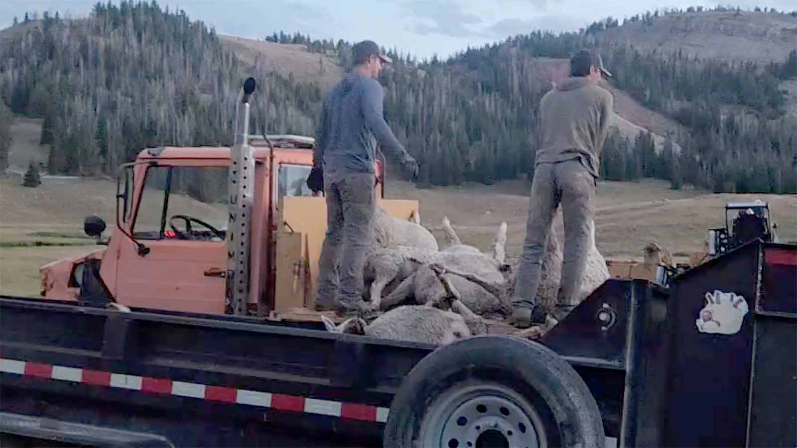 Volunteers load the carcasses of sheep killed by lightning on Sept. 23 in Montana’s Gravelly Range mountains into a trailer bound for a carcass composting site.