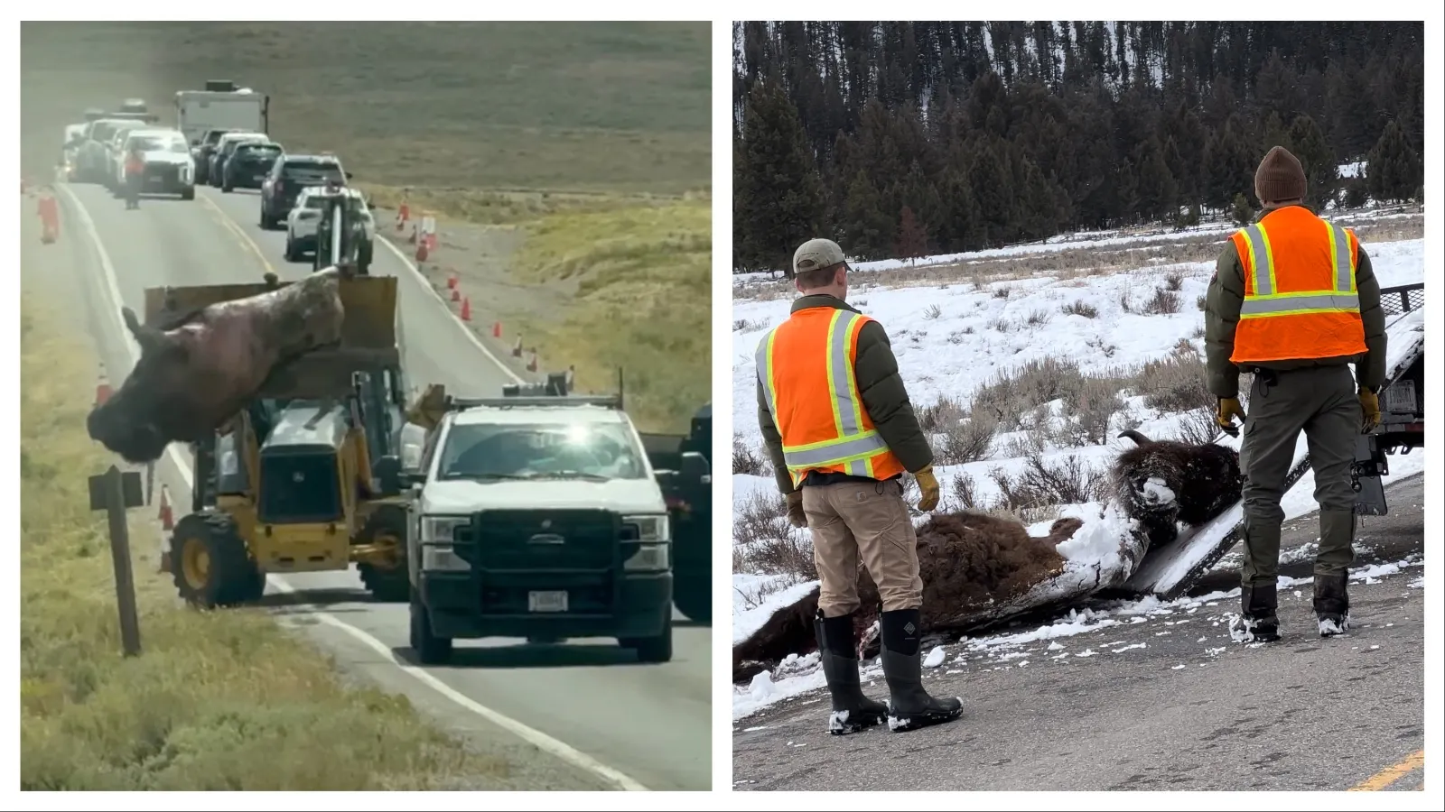 How Yellowstone Rangers Use Heavy Equipment To Drag 2,000-Pound ...