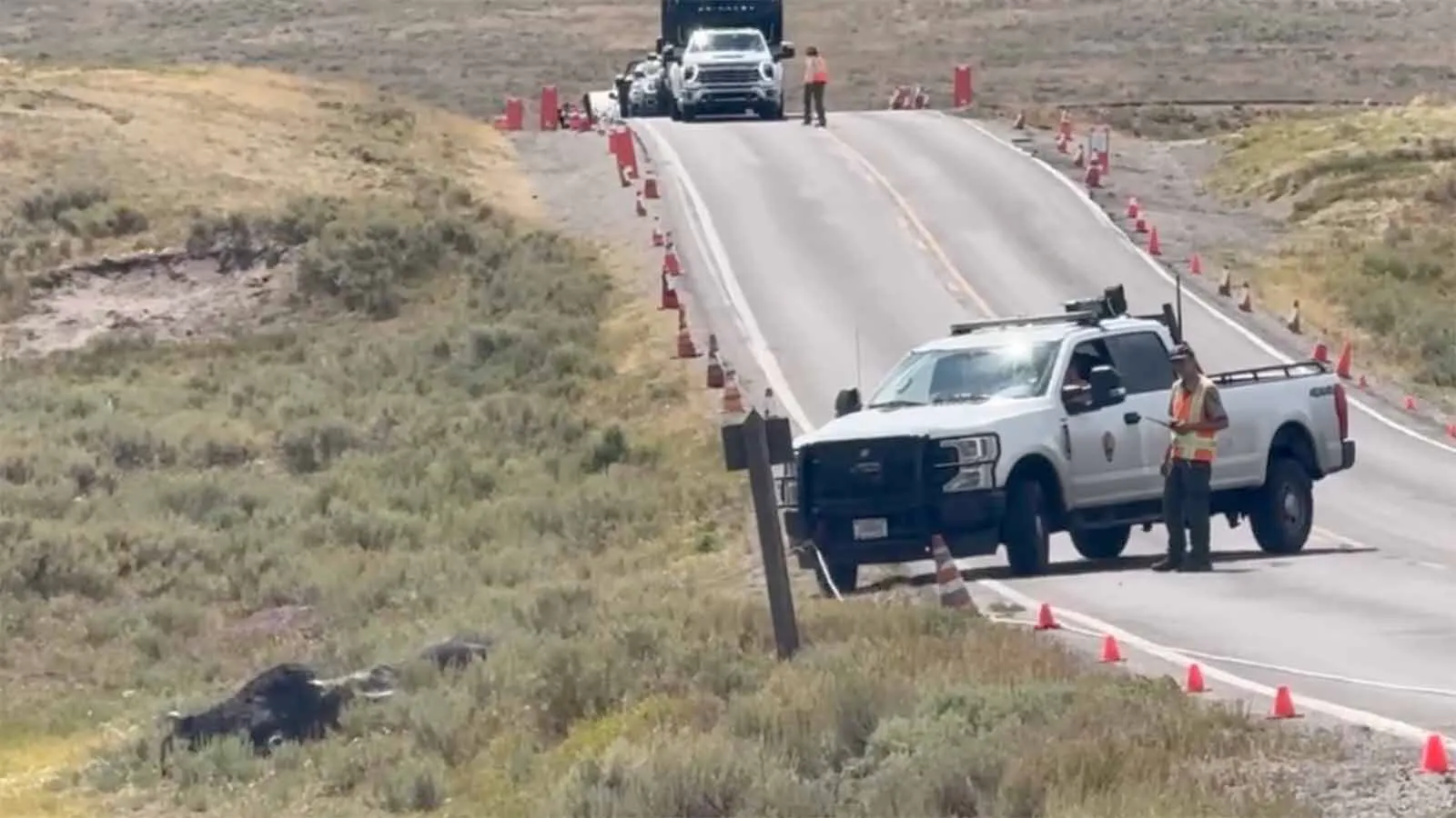 How Yellowstone Rangers Use Heavy Equipment To Drag 2,000-Pound ...