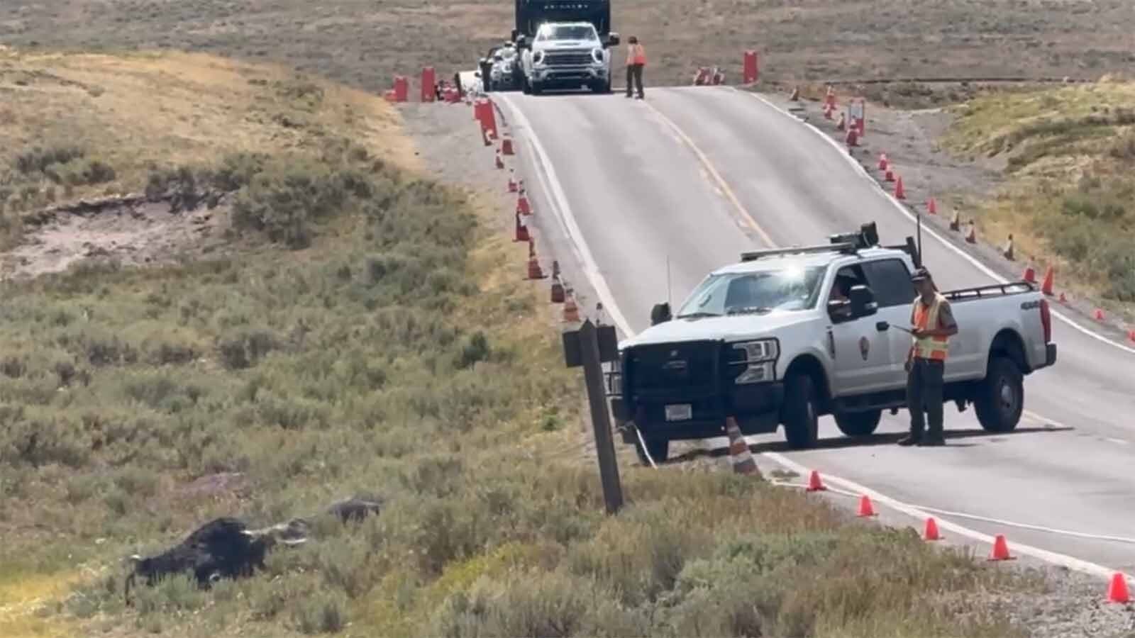 When a 1,000-pound bison dies too close to tourist hotspots in Yellowstone National Park, rangers have to move it. That’s a big job that takes tractors, winches, and front-end loaders.