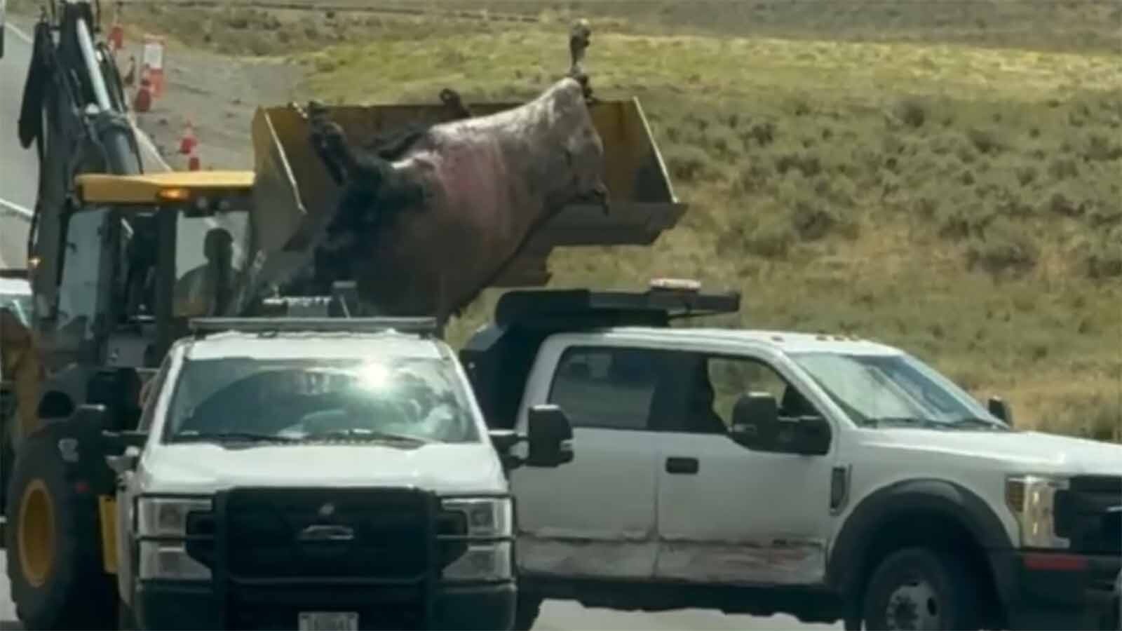 When a 1,000-pound bison dies too close to tourist hotspots in Yellowstone National Park, rangers have to move it. That’s a big job that takes tractors, winches, and front-end loaders.