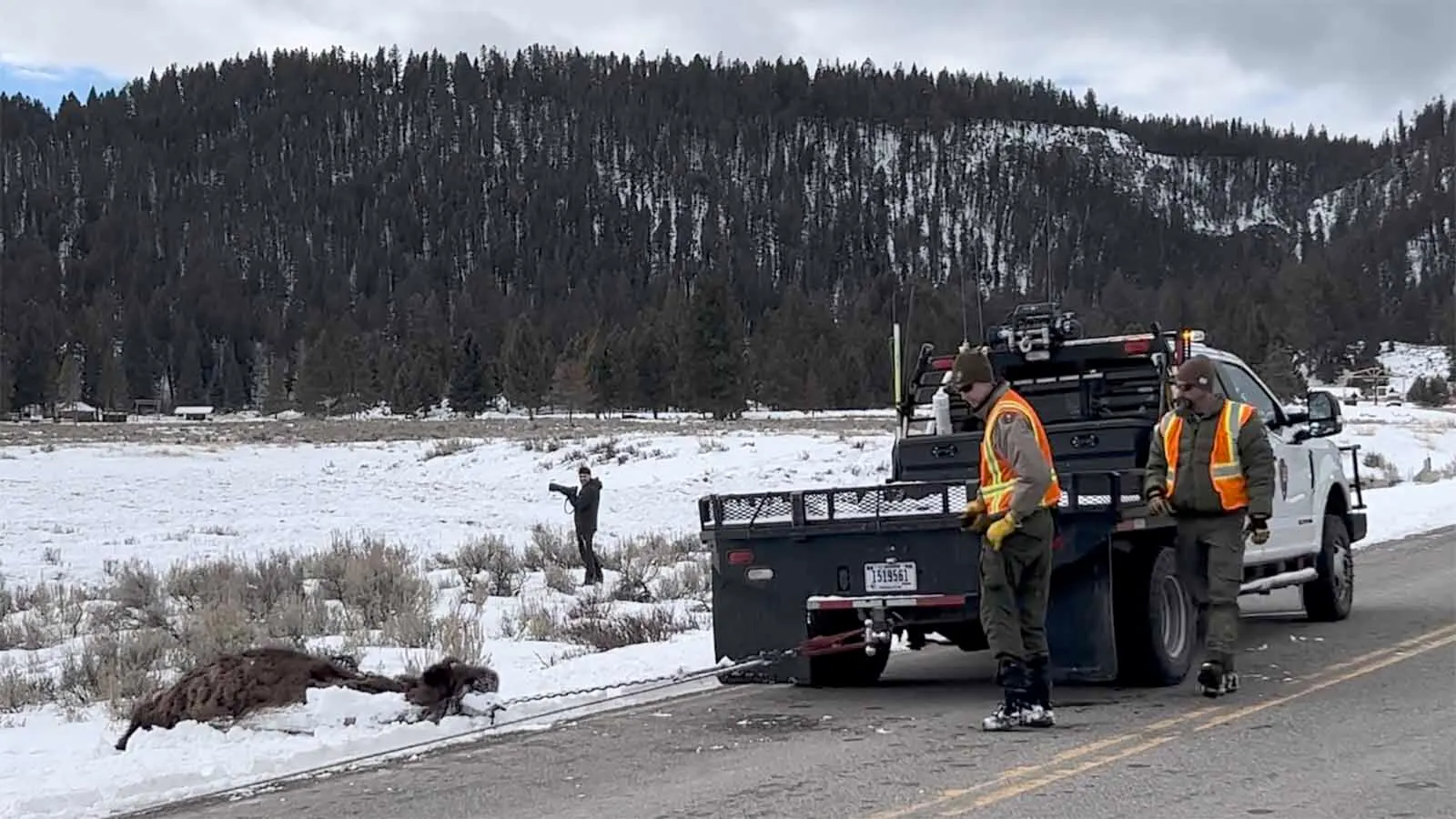 How Yellowstone Rangers Use Heavy Equipment To Drag 2,000-Pound ...