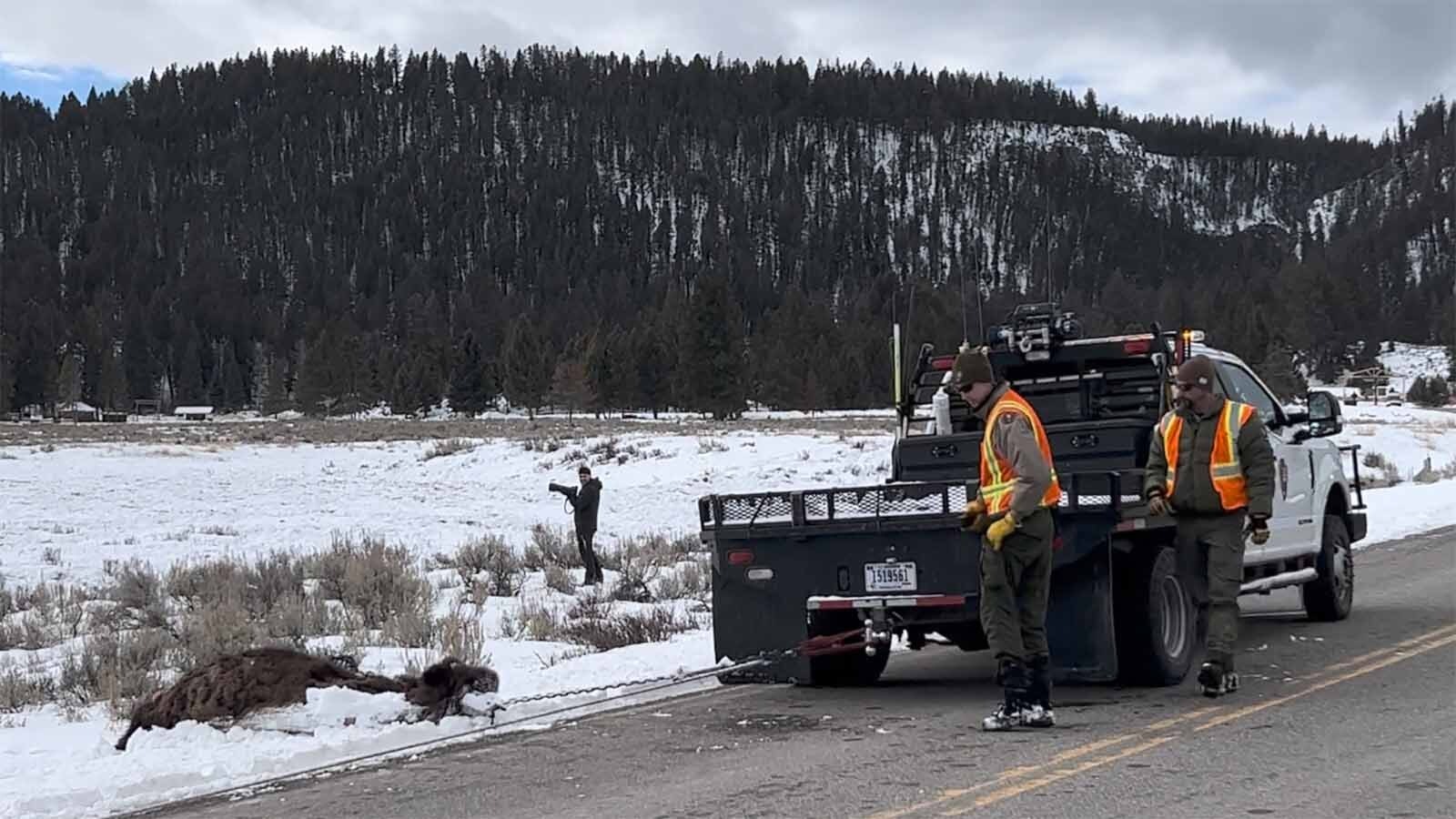 When a 1,000-pound bison dies too close to tourist hotspots in Yellowstone National Park, rangers have to move it. That’s a big job that takes tractors, winches, and front-end loaders.