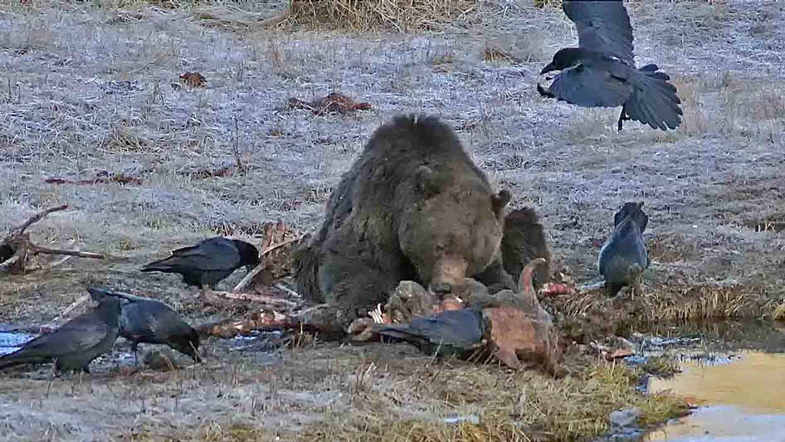 A grizzly feasts on a carcass in Yellowstone National Park.
