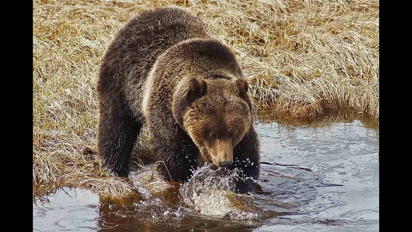 A grizzly churns up pond water in Yellowstone National Park, hoping to find a big game carcass to eat.