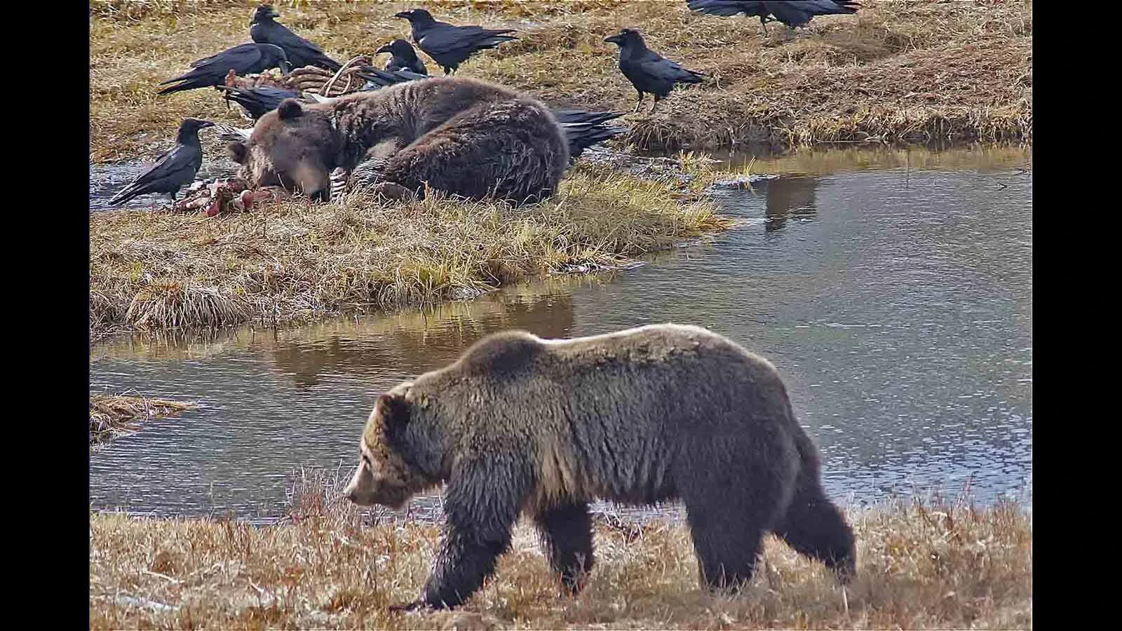 A huge grizzly takes a nap after gorging on a big game carcass in Yellowstone National Park, while another grizzly awaits its turn nearby.