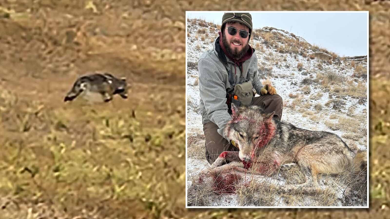 Nebraskans say a wolf that a southeast Wyoming rancher shot in January resembles the same wolf they saw in rural Nebraska. 