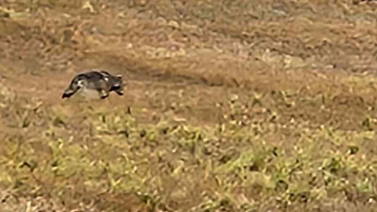 This wolf was spotted near the roadside by two electricians in Kimball County, Nebraska. It’s thought to be the same wolf that a rancher shot in Laramie County near Carpenter, Wyoming, on Jan. 25.