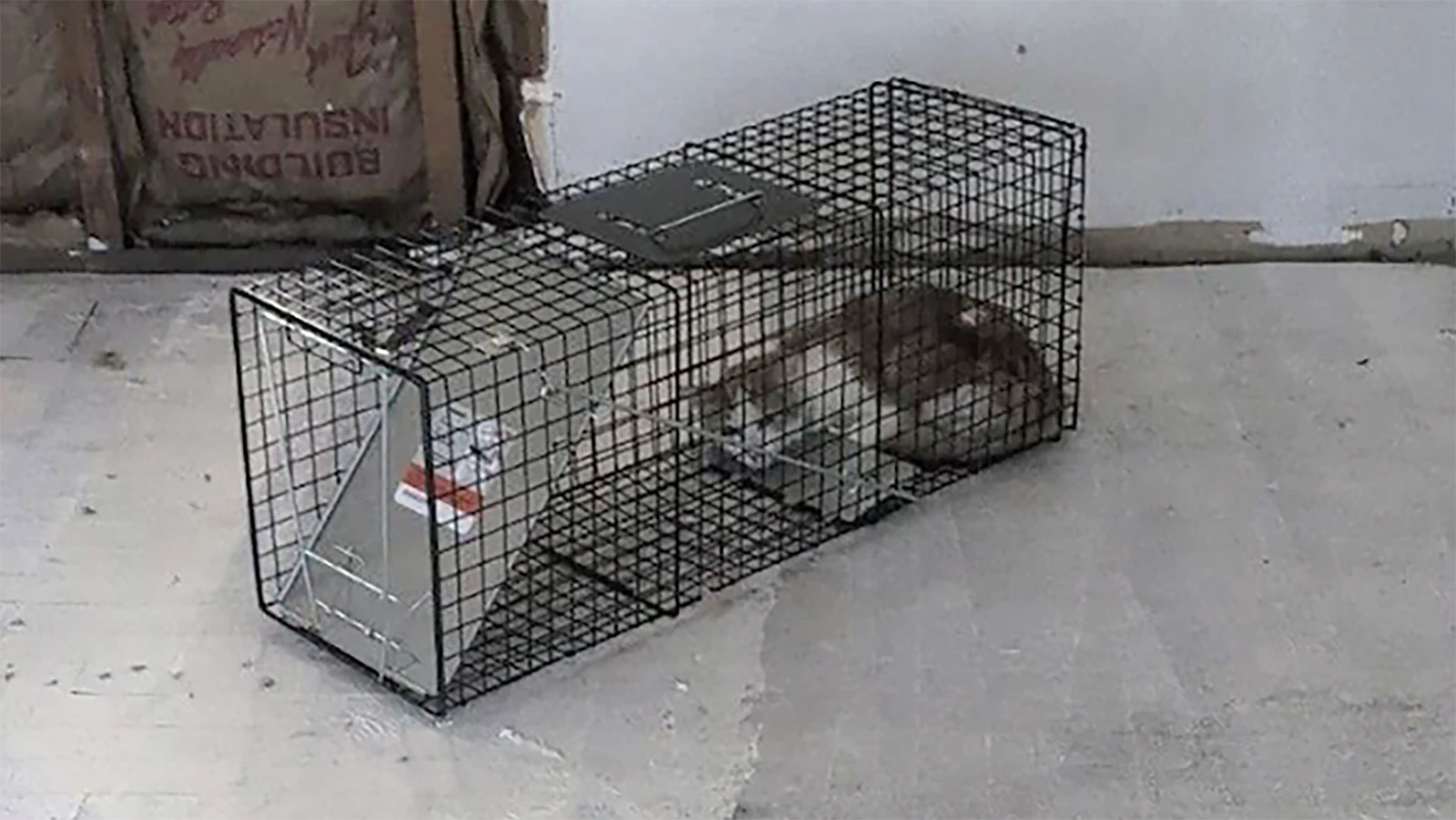 A cat sits inside a live trap set by Dustin Crapo at the Casper home.