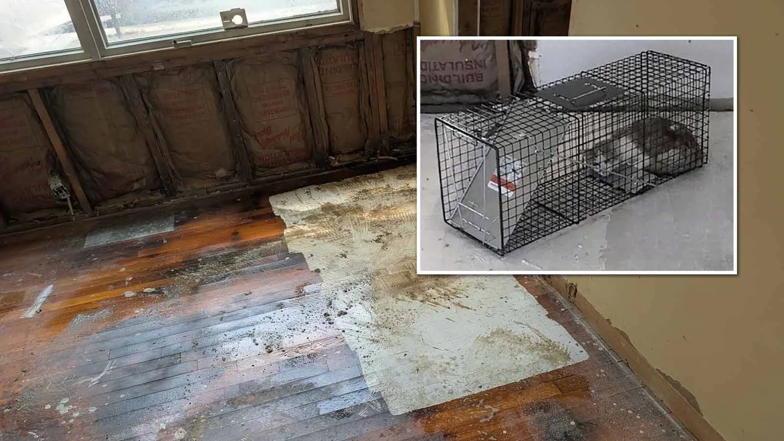 A Casper contractor renovating a “cat squatter house” says feral felines keep coming back to trash the place. He said the cats have turned the project into a nightmare, he can't figure out how to stop them and the city is no help.