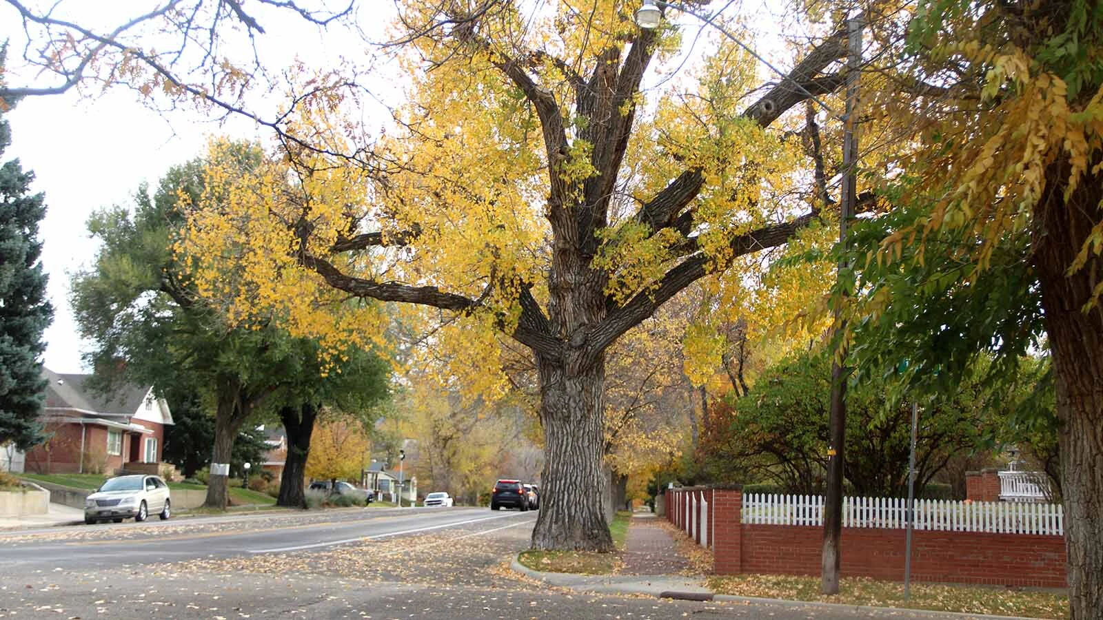 Golden leaves still cling to some of the mature trees around central Casper just days before Halloween, when the area will transform into one of the city's busiest trick-or-treating destinations.