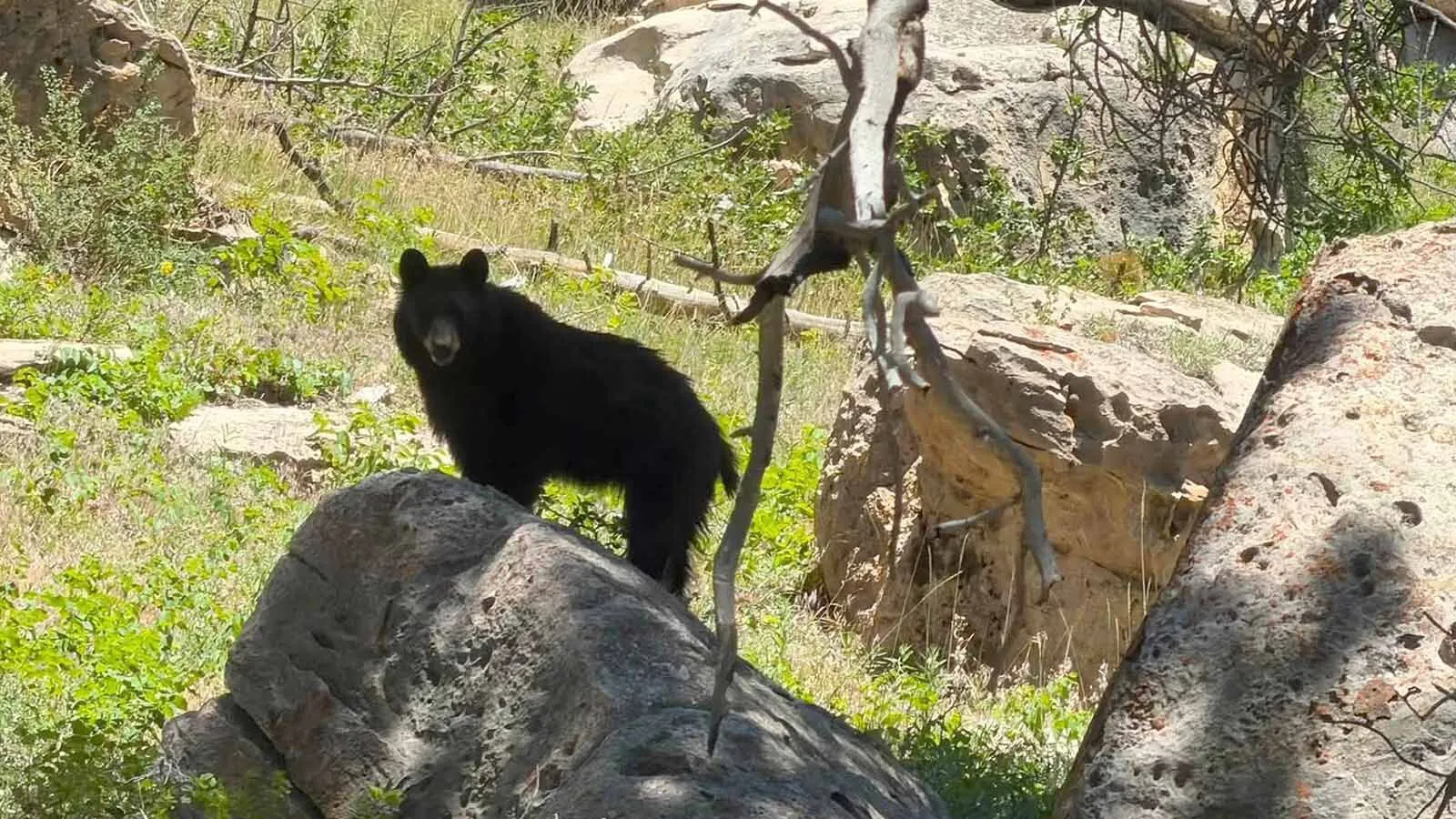 A black bear sow pauses atop a granite boulder after a July 11 encounter with runner Kaitlin Leonard on Casper Mountain.
