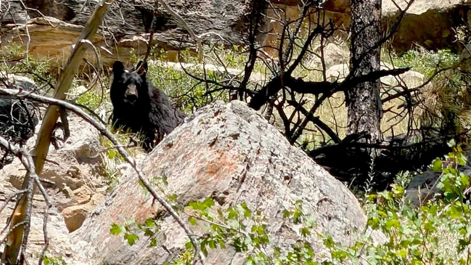 A black bear sow watches from the rocks on Casper Mountain after being surprised by a runner on the Lower Ponderosa Trail on July 11.