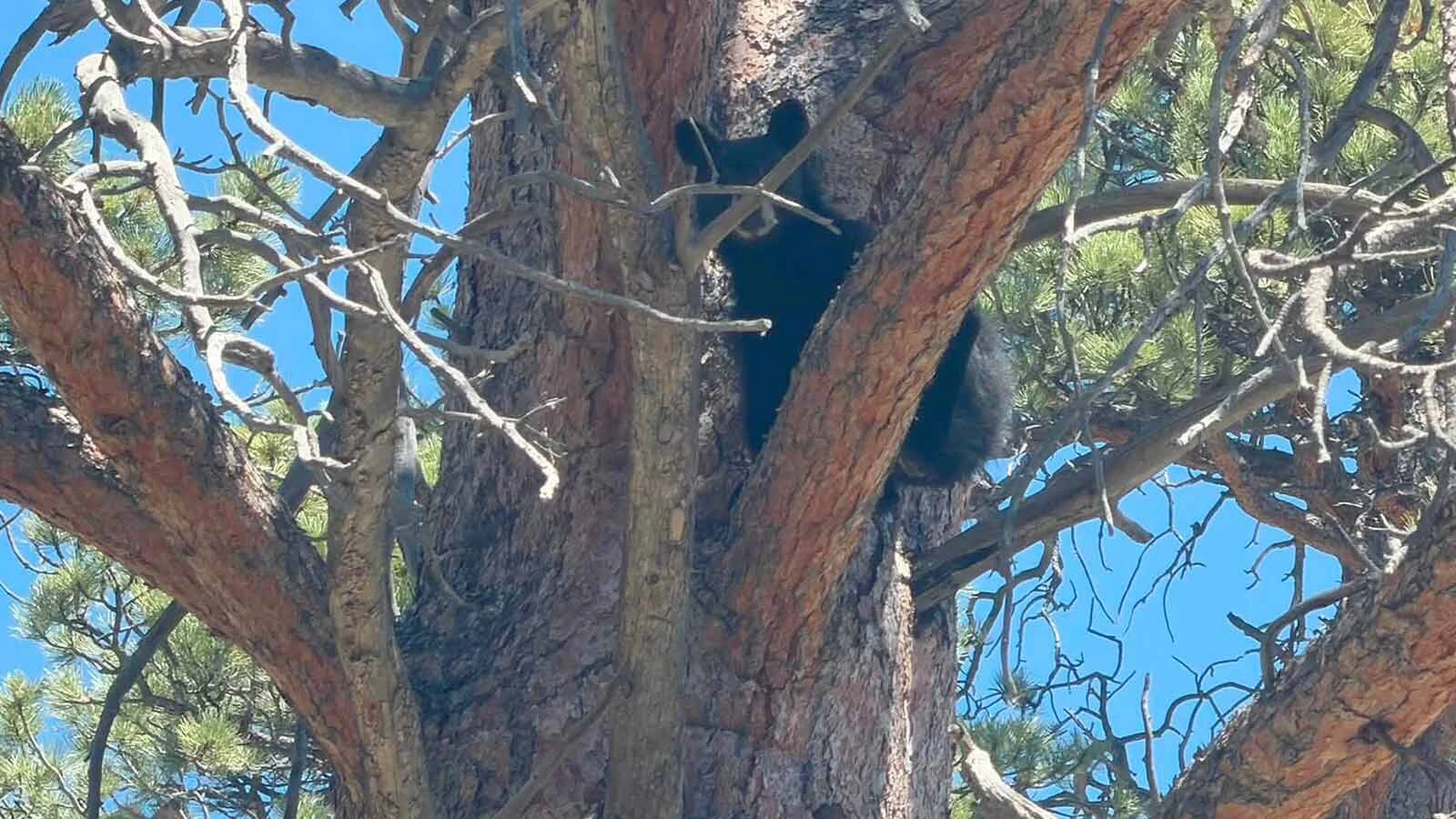 Wildlife officials say most black bear encounters end peacefully when people give bears plenty of space.