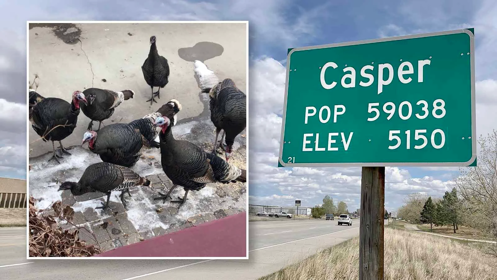 Wild turkeys recently attacked an elderly California woman, leaving her bruised and bloody. Casper's urban turkeys also "have absolutely established a reputation for aggressive, bold, and disruptive behavior,” says Game And Fish.
