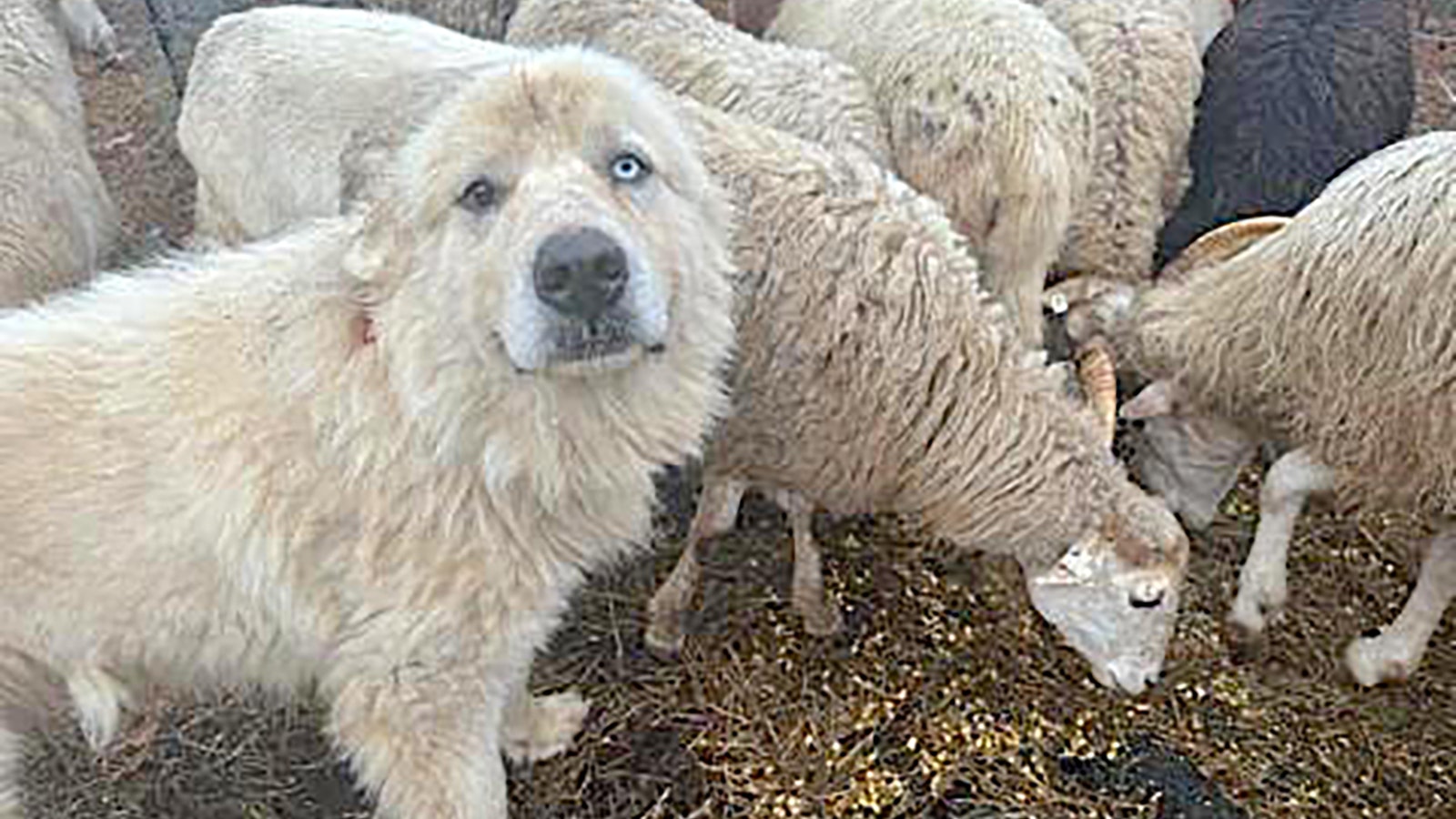 Casper, a Great Pyrenees livestock guard dog, is back with sheep after recovering from life-threatening injuries when he fought off 11 coyotes threatening his flock. He killed eight of them and chased after the other three.