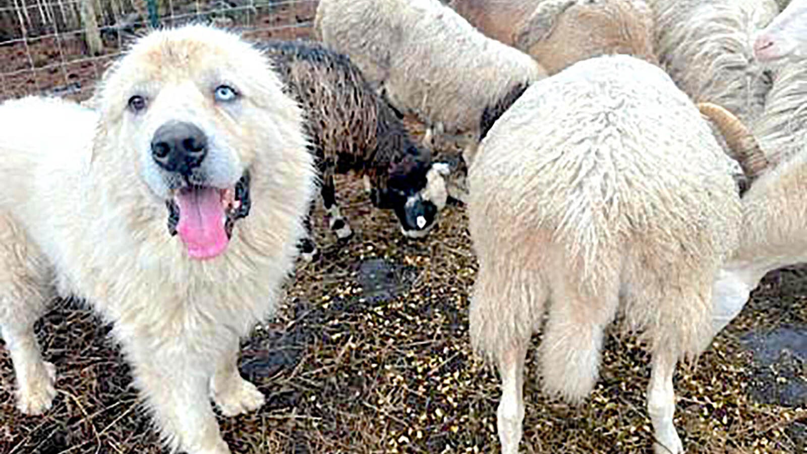 Casper, a Great Pyrenees livestock guard dog, is back with sheep after recovering from life-threatening injuries when he fought off 11 coyotes threatening his flock. He killed eight of them and chased after the other three.