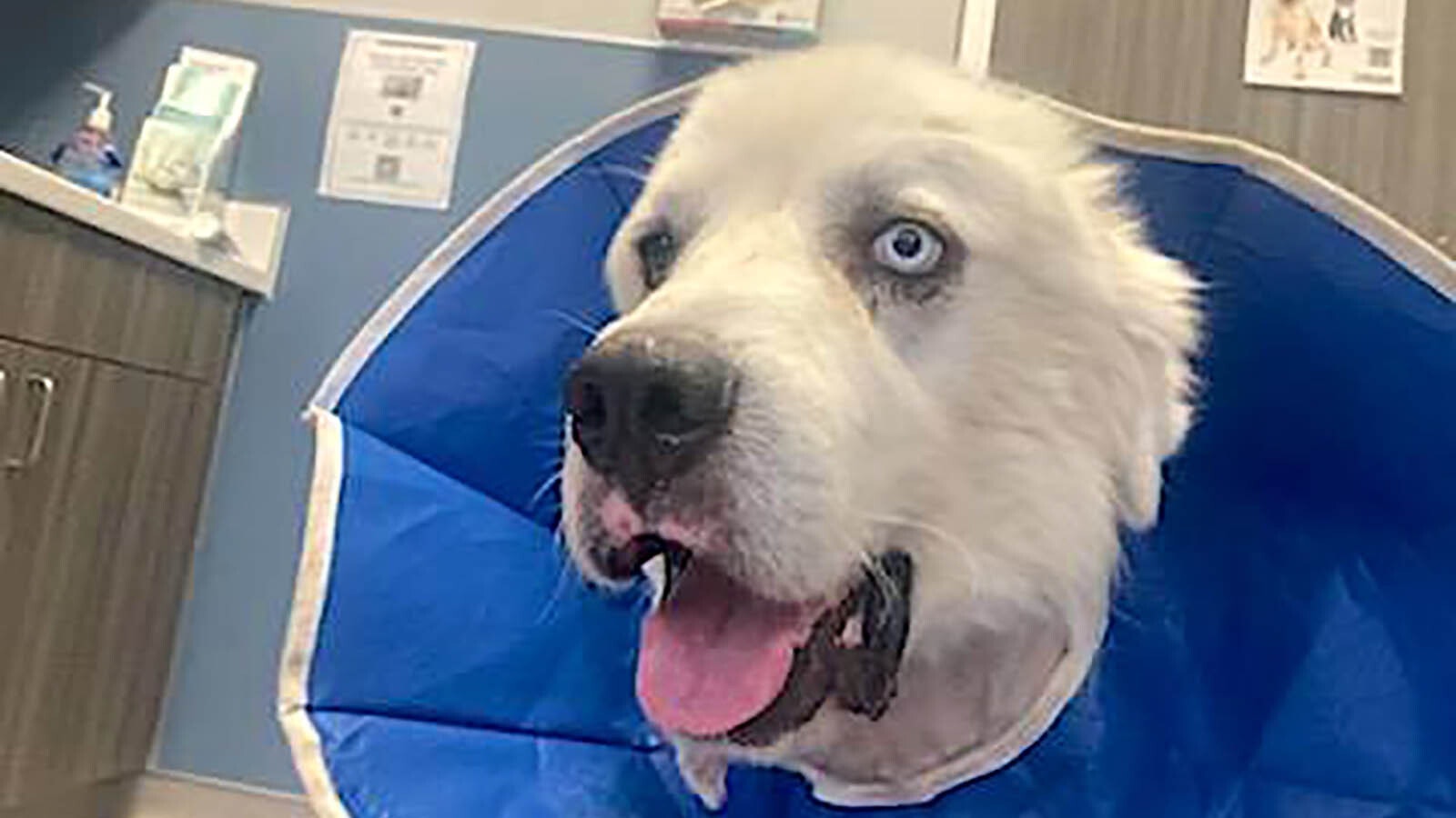 Casper, a Great Pyrenees livestock guard dog, recovers after fighting off a pack of 11 coyotes.