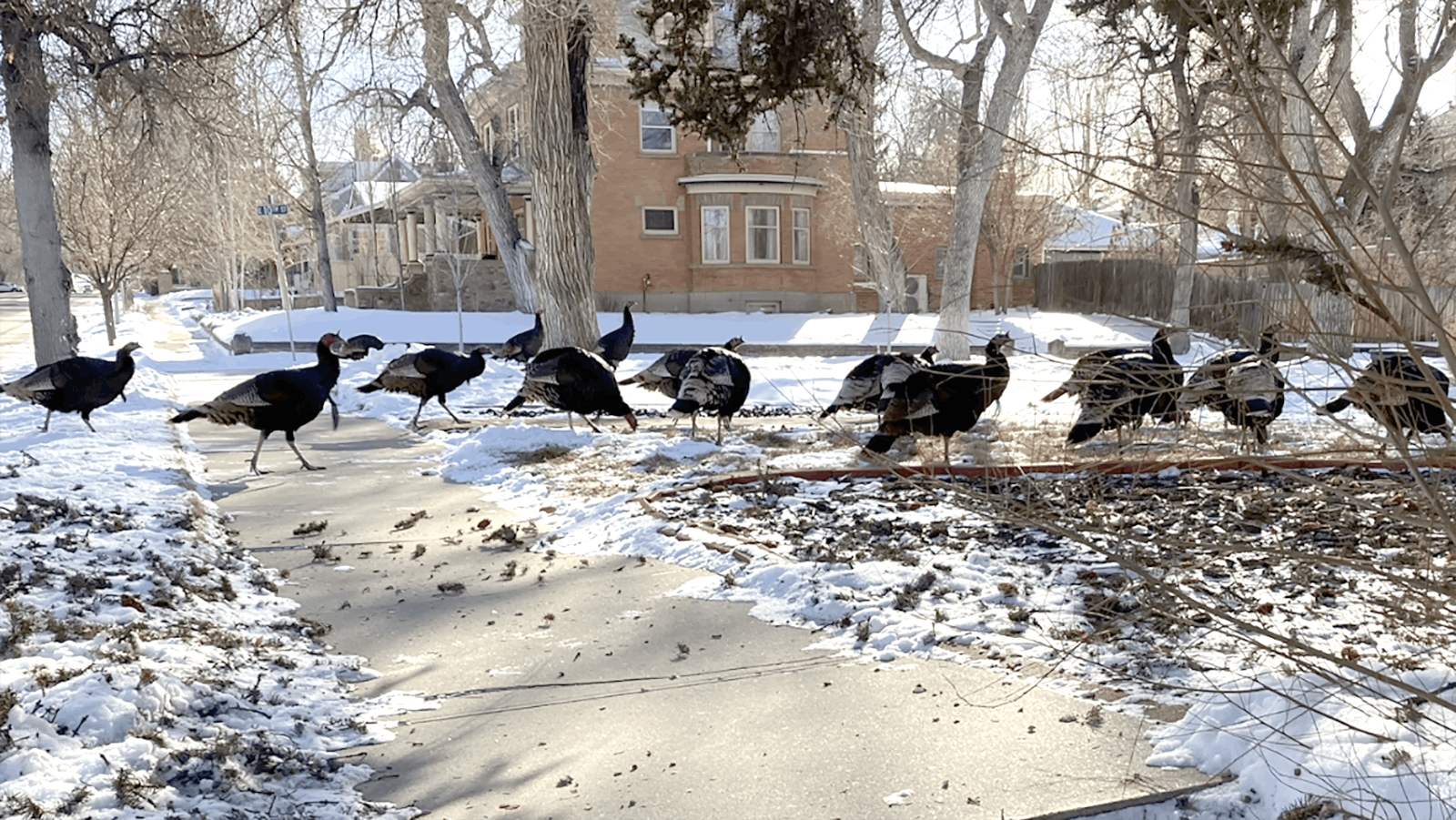 There are plenty of wild turkeys in and around Casper.