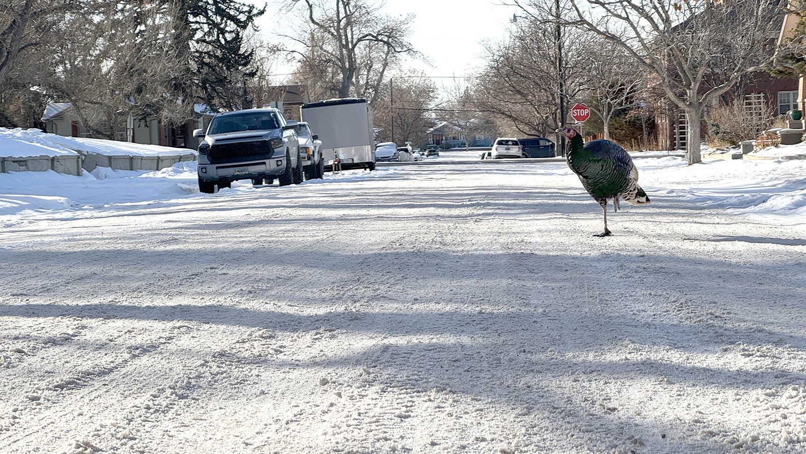 Flocks of wild turkeys are moving about Casper. Although the city outlawed feeding them about a year ago, it hasn't seemed to cut down on the wild turkeys coming into town.