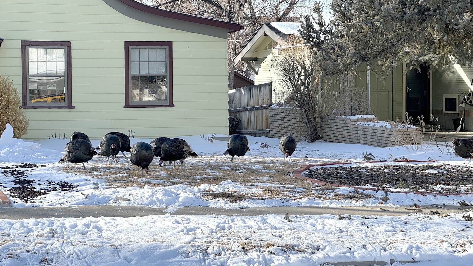 Flocks of wild turkeys are moving about Casper. Although the city outlawed feeding them about a year ago, it hasn't seemed to cut down on the wild turkeys coming into town.