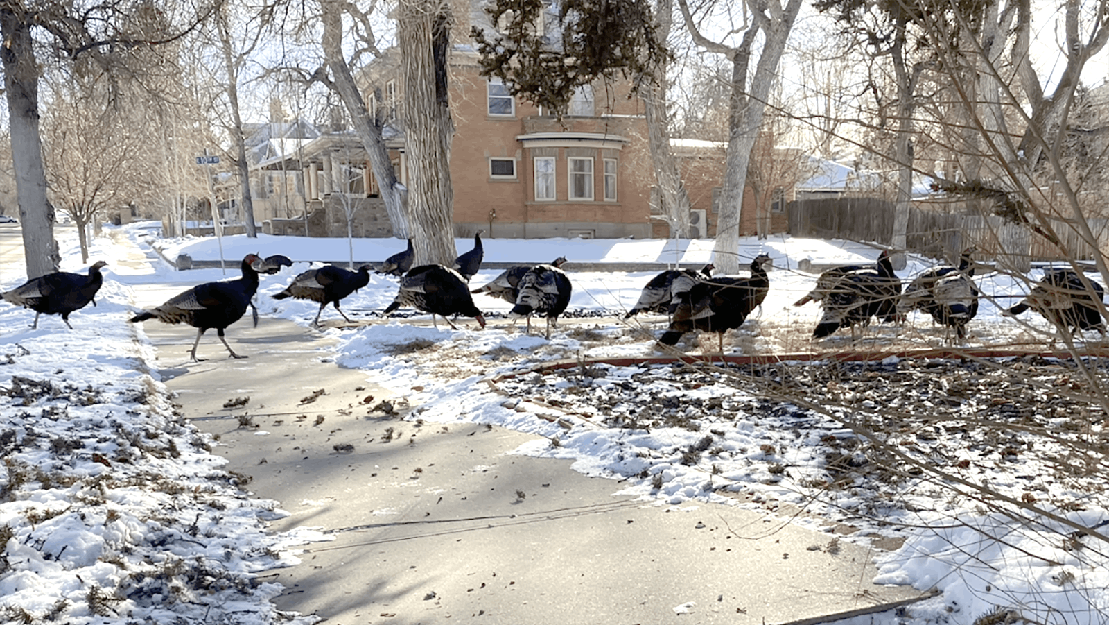 A flock of turkeys gather in a yard on South Wolcott Street in Casper.