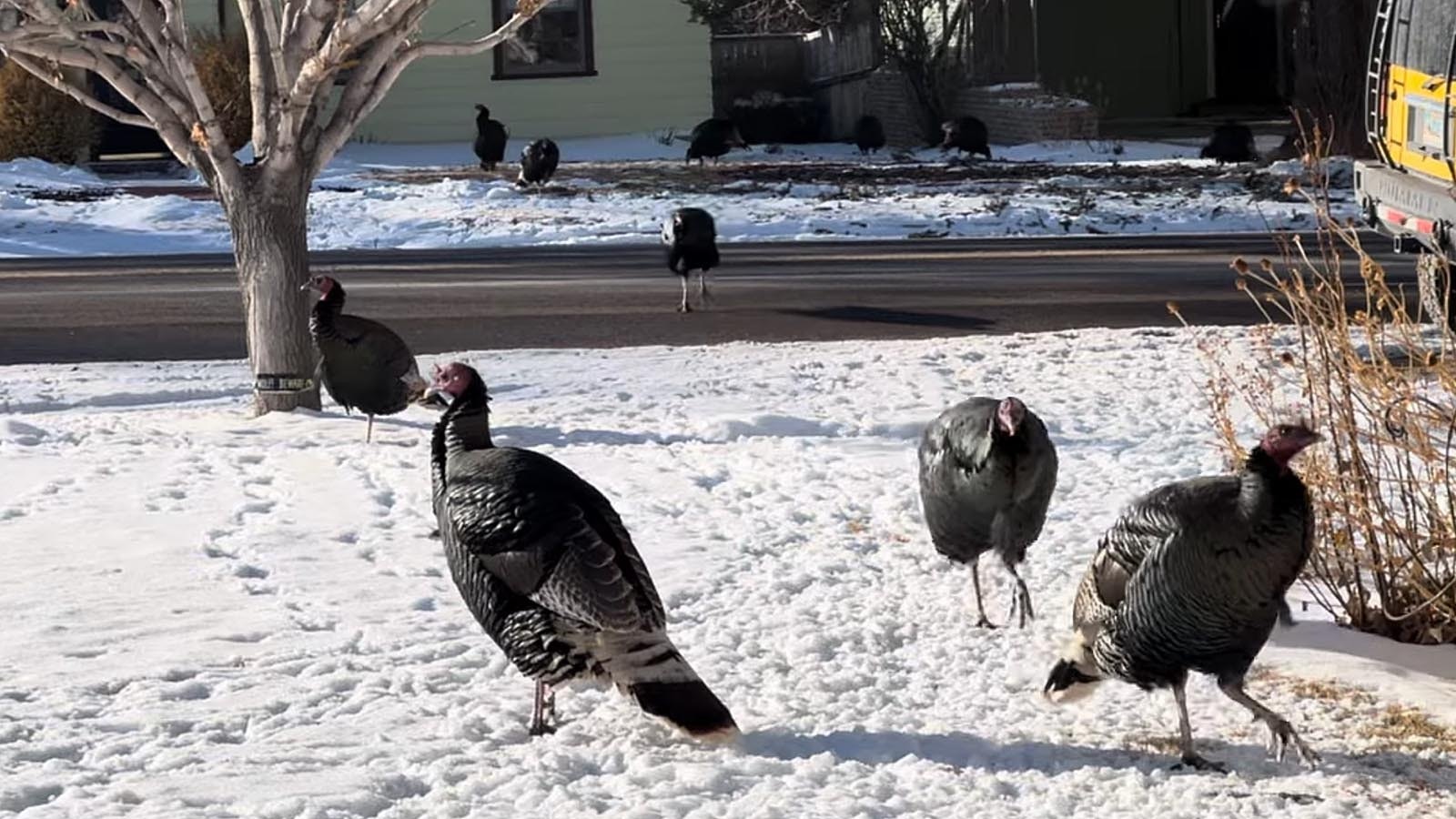 Flocks of wild turkeys are moving about Casper. Although the city outlawed feeding them about a year ago, it hasn't seemed to cut down on the wild turkeys coming into town.