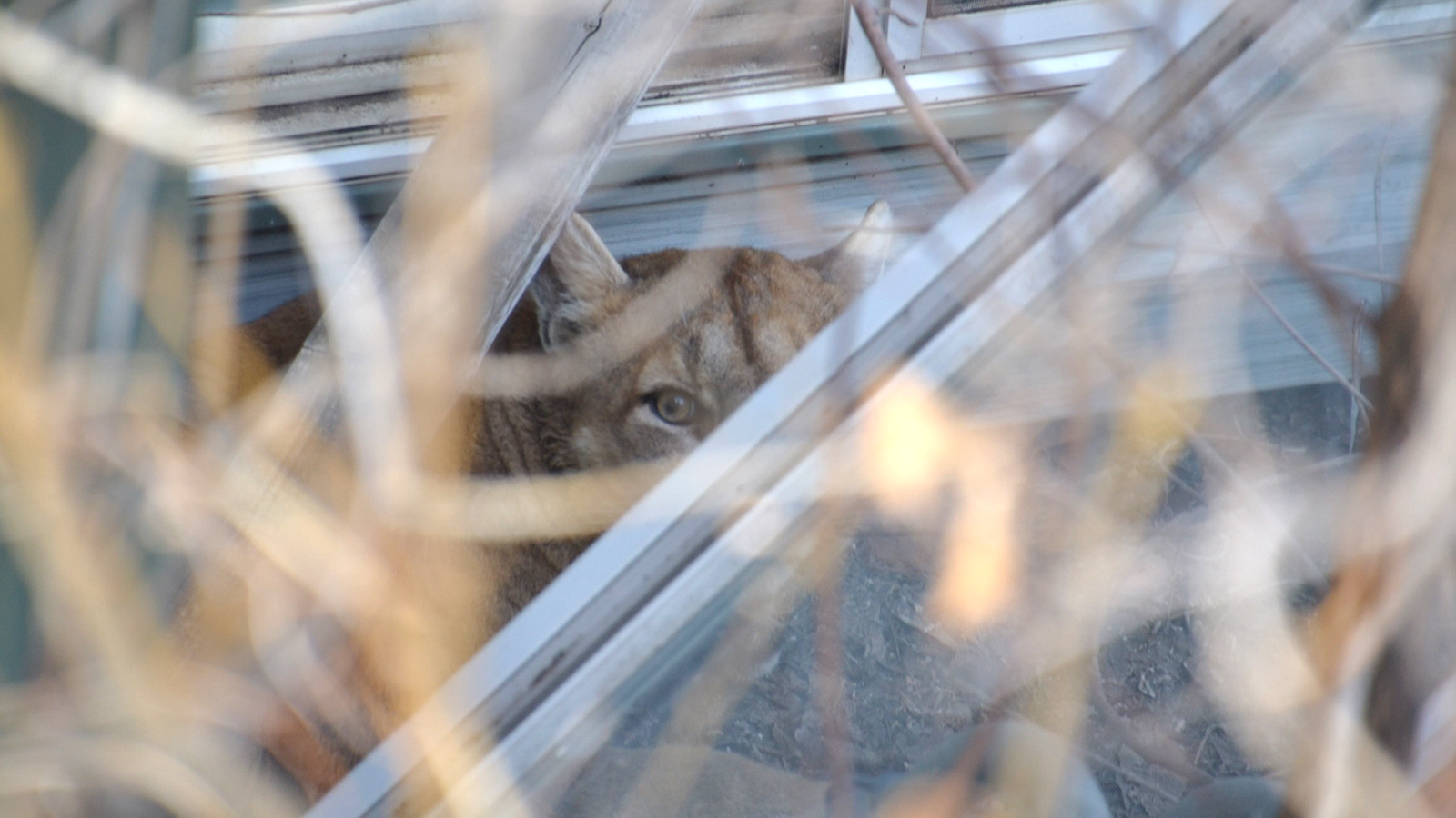 Gillette mountain lion