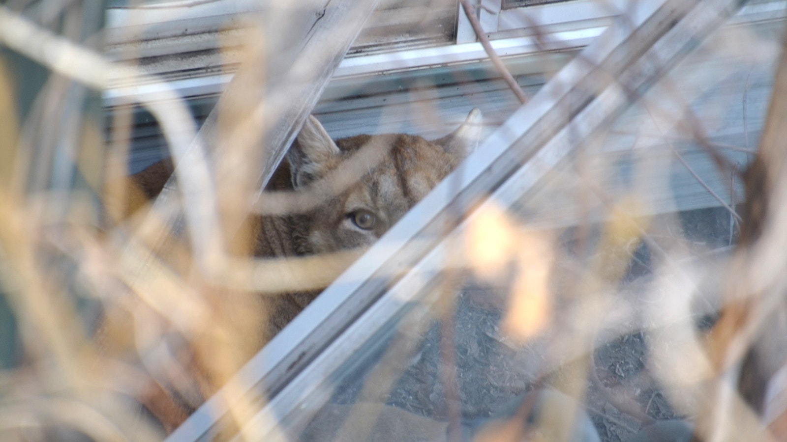 Gillette mountain lion