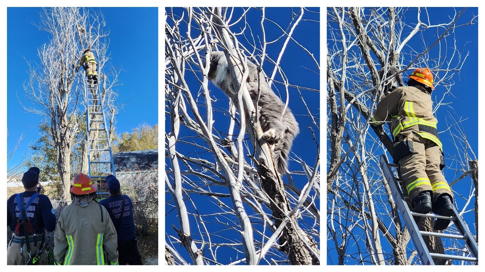 Calling the fire department to rescue a cat from a tree is cliché enough, but not in Evansville, Wyoming. Pulling a stranded cat out of a tree was the first official response for a group of rookie firefighters Sunday, and it was a first for an 18-year ceteran.