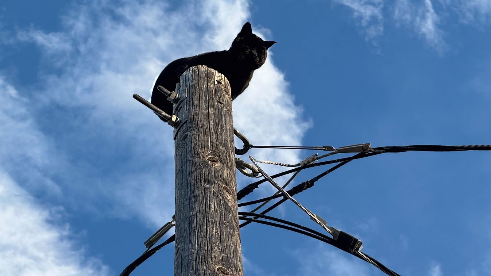 The black cat perched atop the power pole along Diamond Basin Road south of Cody.