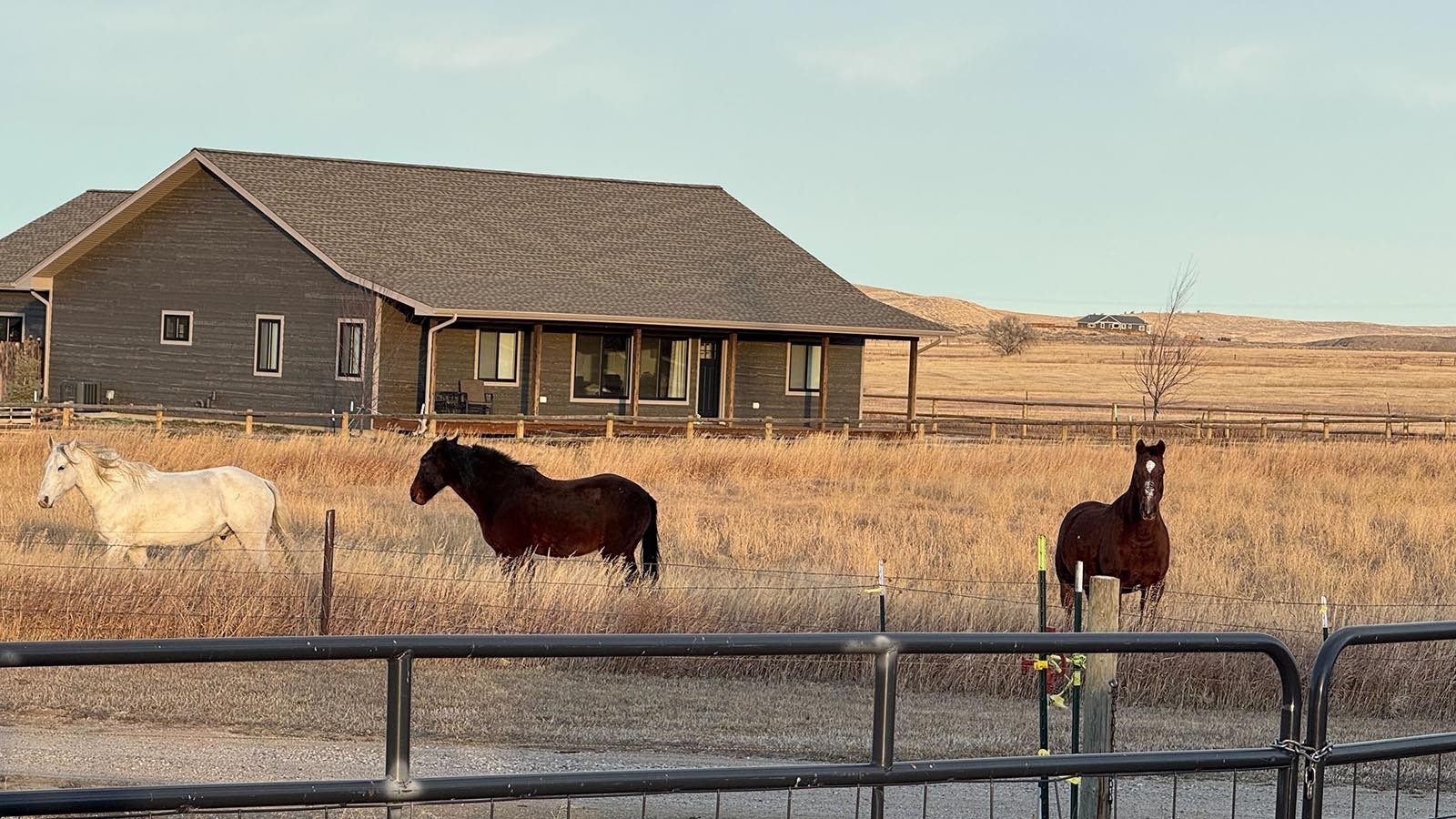 A few horses in a nearby field were interested in watching a cat get rescued off a power pole Friday, Nov. 29, 2024.