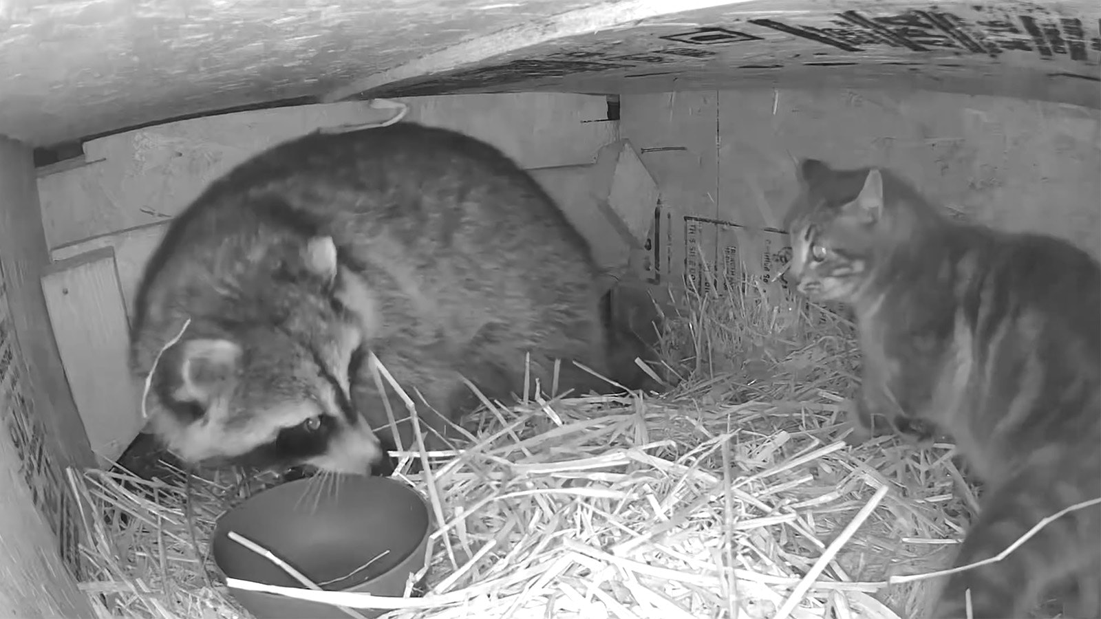 Finally fed up with raccoons raiding his food and shelter, a young Wyoming barn cat put the smackdown on a raccoon twice its size.