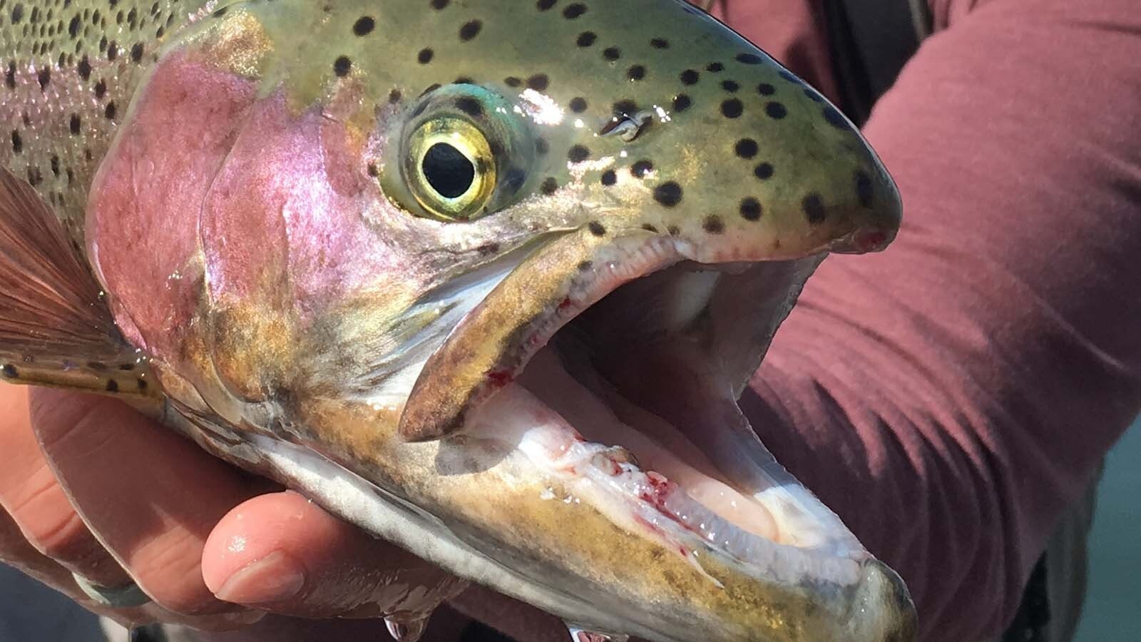 This trout has injuries ranking 1, or mild injury, on a hooking injury scale developed by Jeff Glaid, Game and Fish fisheries biologist in the Casper Region.
