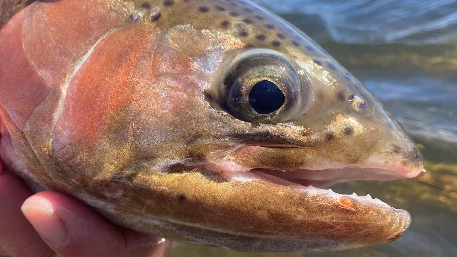 This trout has injuries ranking 2, or moderate injury, on a hooking injury scale developed by Jeff Glaid, Game and Fish fisheries biologist in the Casper Region.