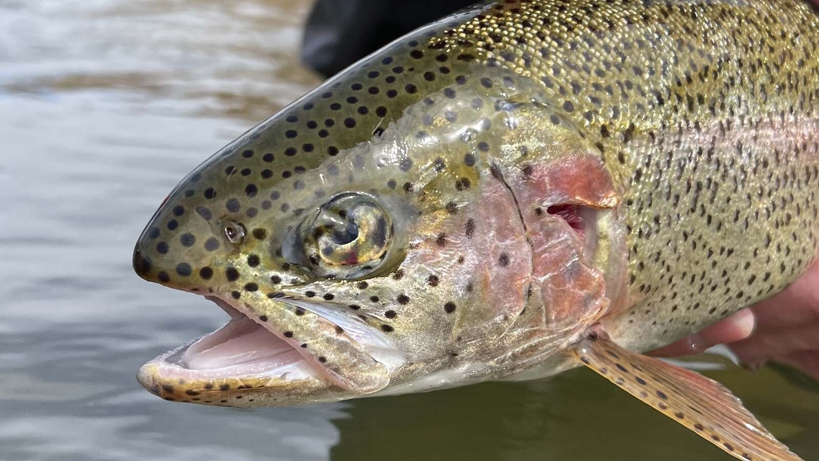 This trout has injuries ranking 3, or severe injury, on a hooking injury scale developed by Jeff Glaid, Game and Fish fisheries biologist in the Casper Region.