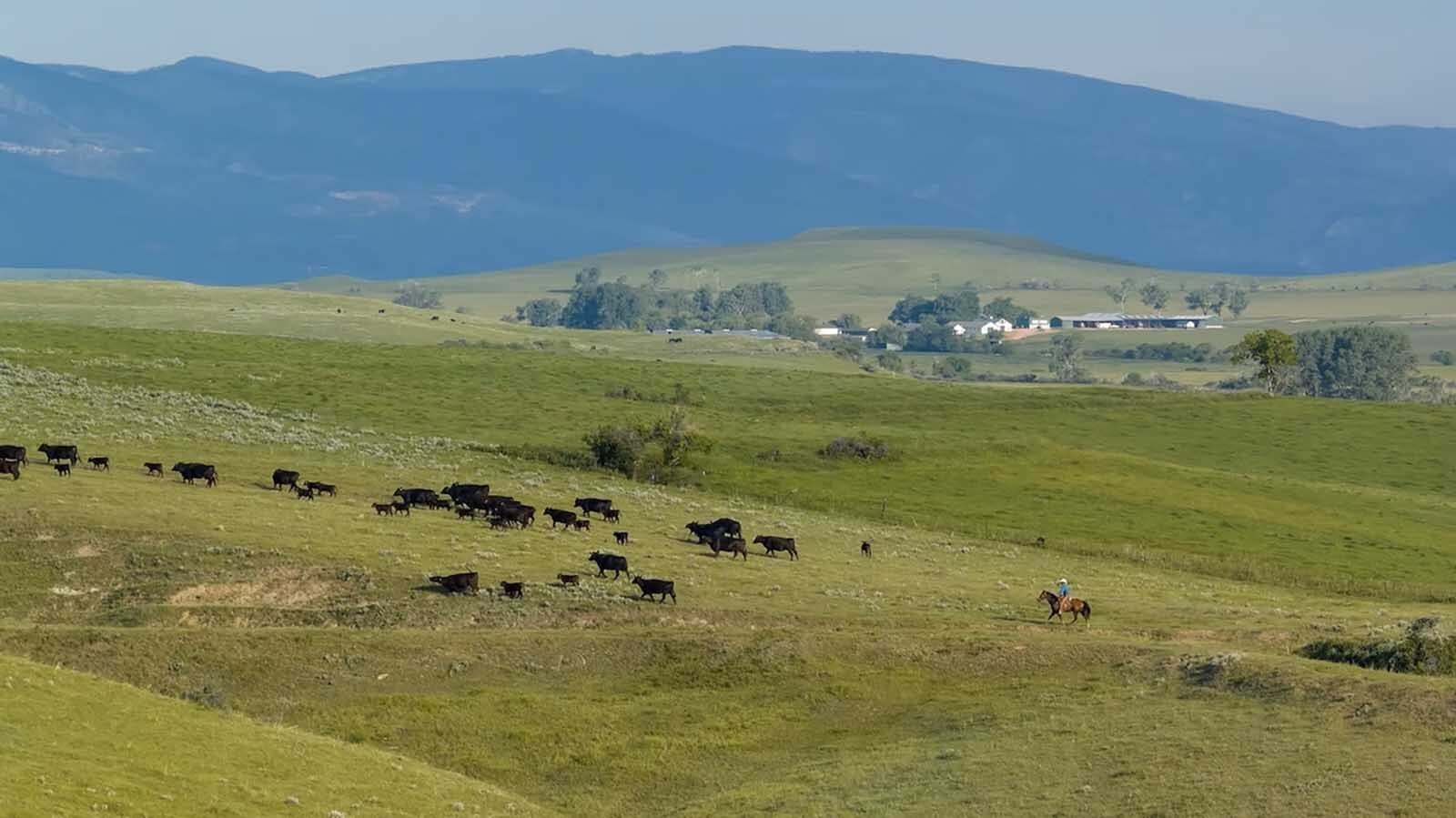 The Historic Cato Ranch is a working Black Angus cattle ranch.