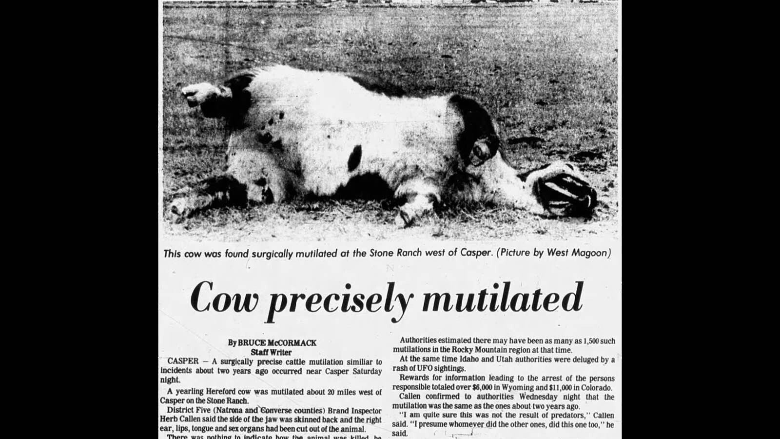 The Casper Star-Tribune reported on a mutilated cow near Casper in April 1978.