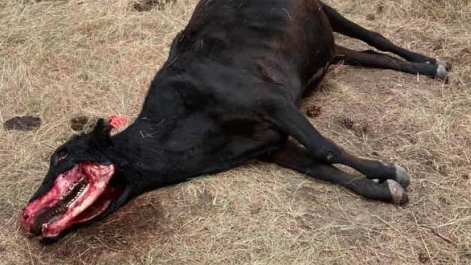 While livestock mutilations made headlines across the country in the mid-1970s, mutilations have continued to occur in recent years.