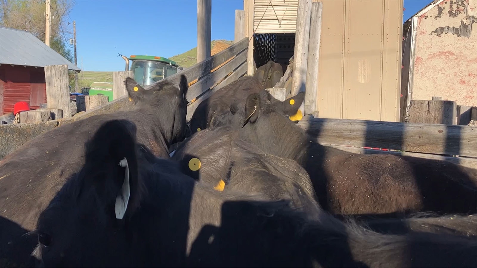 Cows are loaded into the 53-foot trailer before their mothers and are assigned to higher sections of the truck.