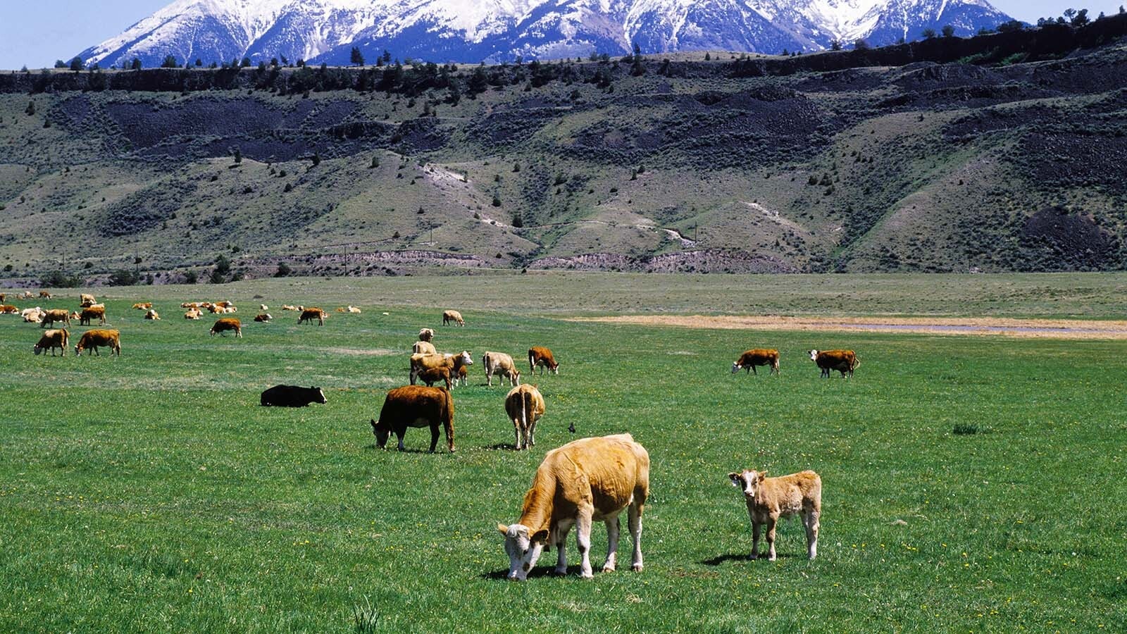 A federal judge’s ruling Wednesday shut down cattle grazing in grizzly habitat in Montana’s Paradise Valley. A Montana rancher said he wants grizzlies to be “managed, not exterminated.”