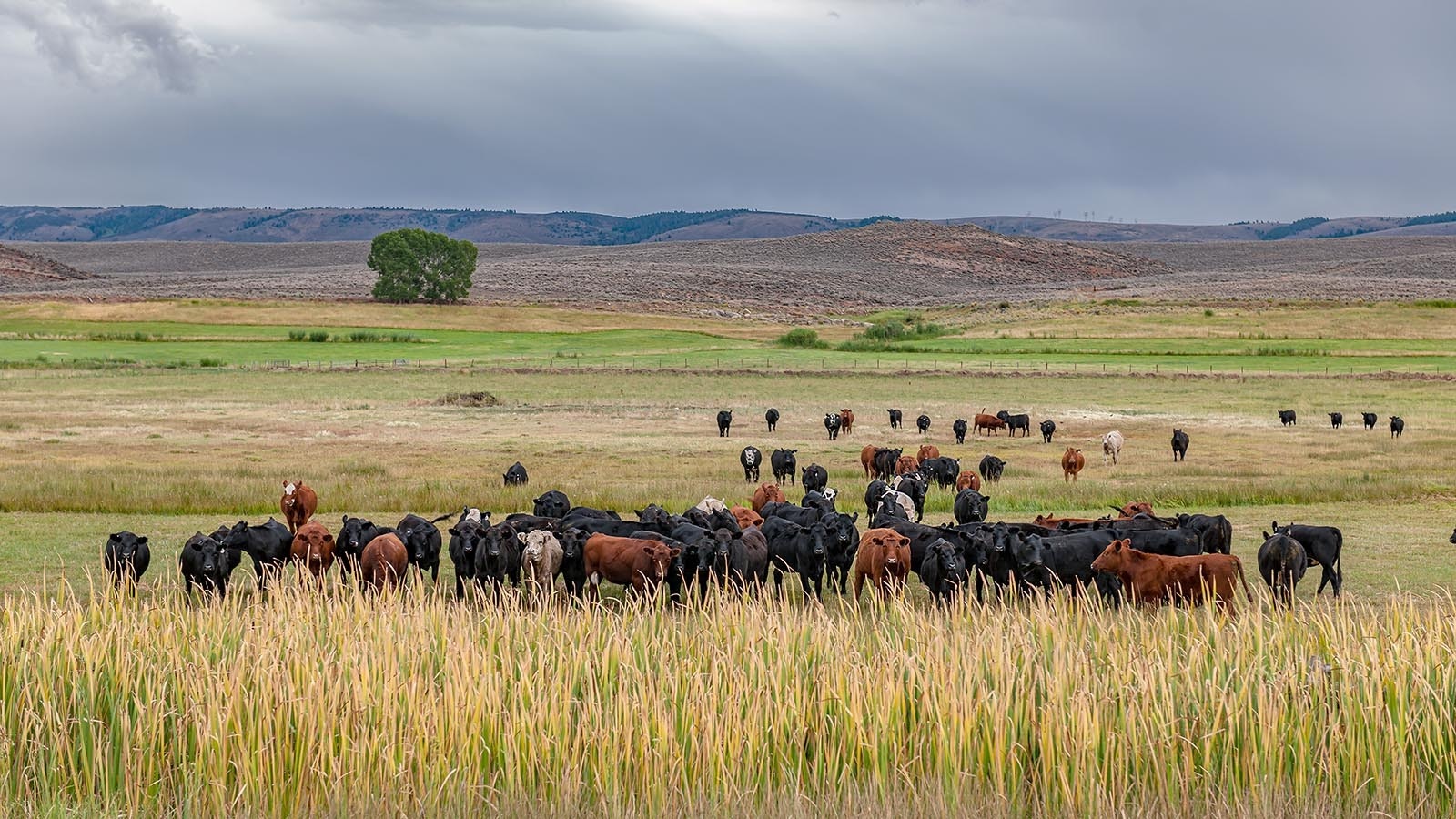 A group of southeast Wyoming ranchers are exploring a plan to store carbon dioxide emissions underneath their land.