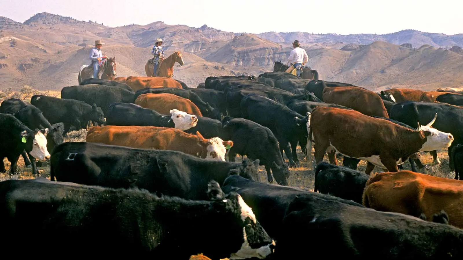Lower humidity and relatively cool nights helped Wyoming cattle endure a record heat wave, ranchers say. South Dakota wasn't so fortunate, losing as many as 2,000 head to heat and humidity at a time when America's herd is at a 75-year low.
